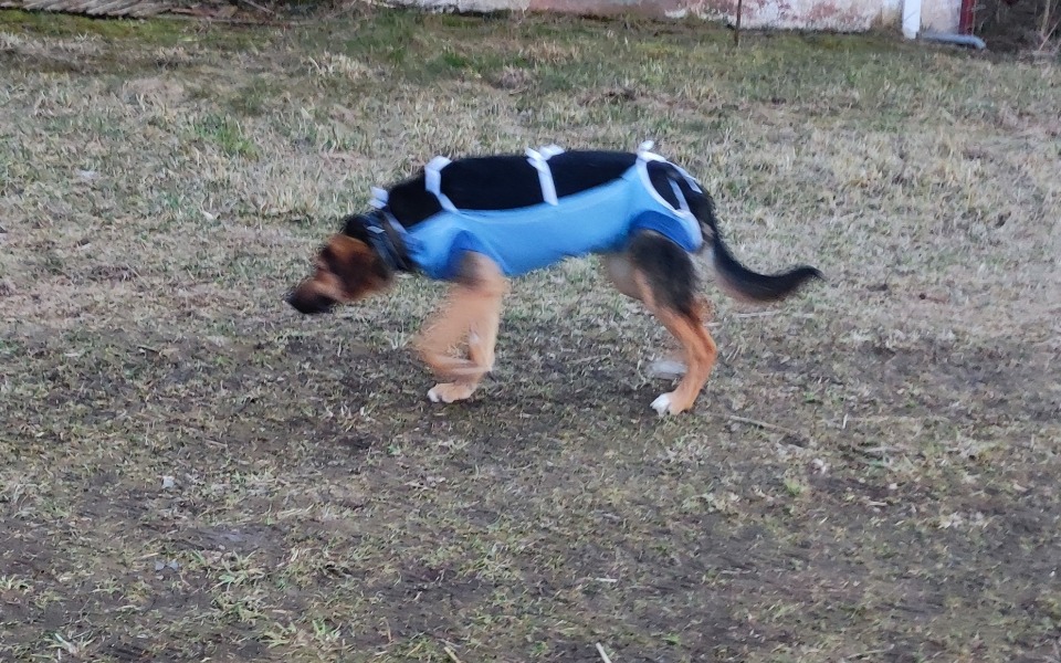 
        Zbiórka Karma, miski, wet - zdjęcie główne
    