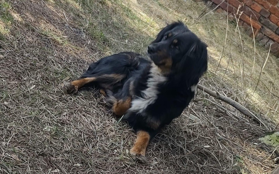 
        Zbiórka Hotelik plus opieka weterynaryjn - zdjęcie główne
    