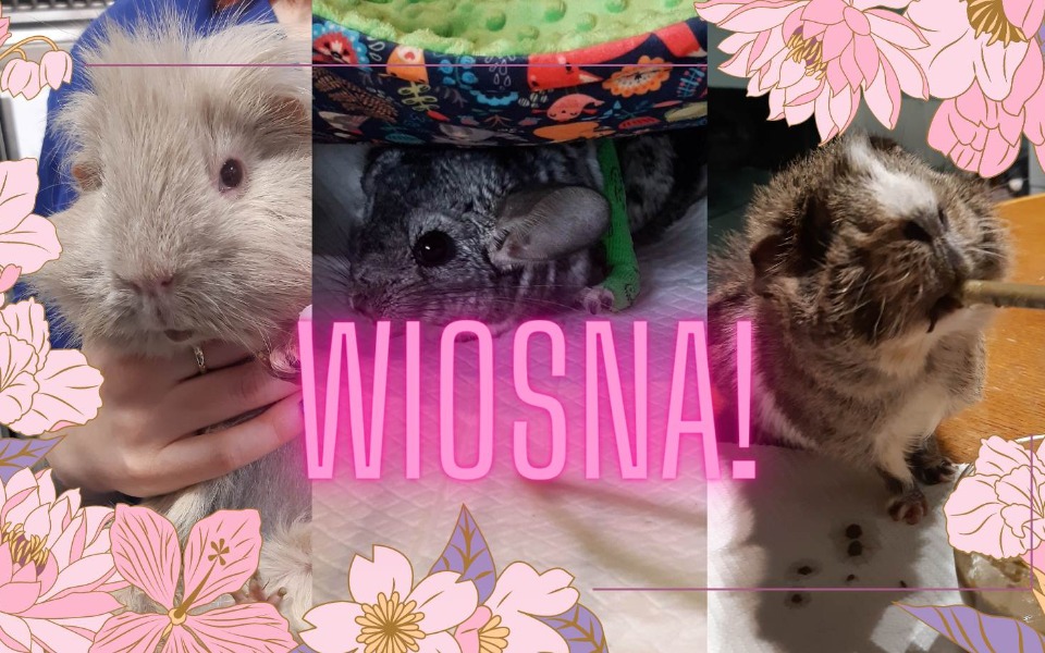 
        Zbiórka Wiosna w Ziemniaczarium - zdjęcie główne
    