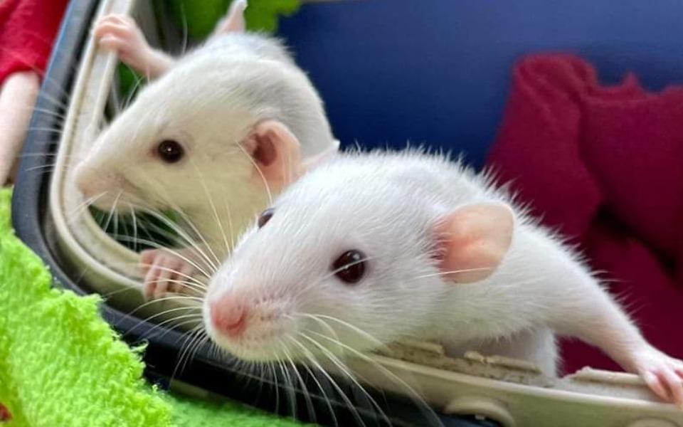 
        Zbiórka Luty w Ogoniastych - zdjęcie główne
    