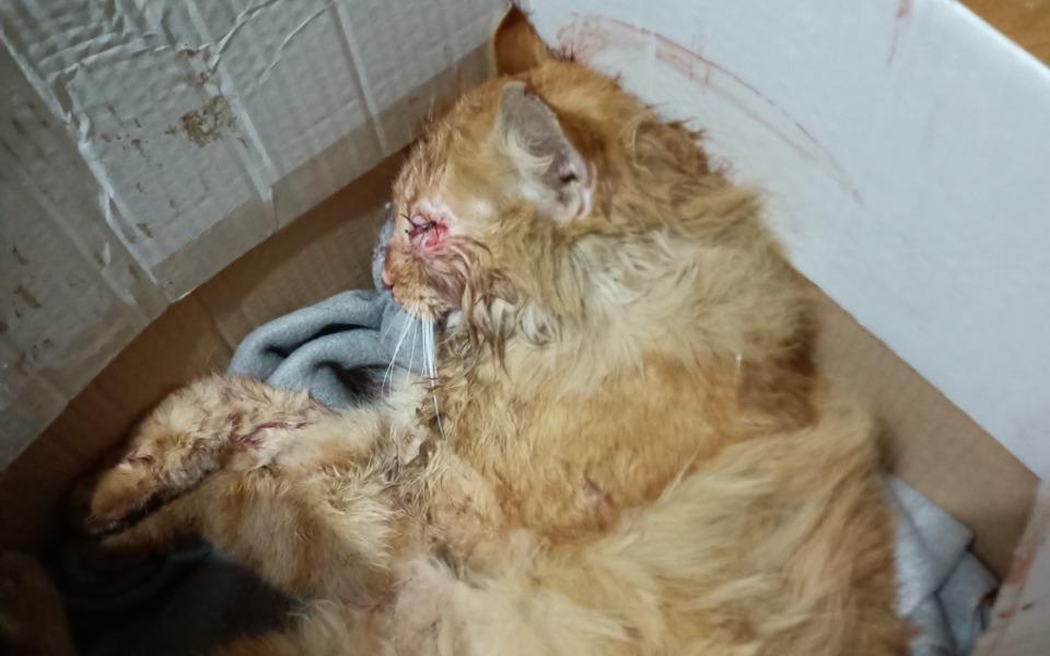 
        Zbiórka Kot w krytycznym stanie - zdjęcie główne
    