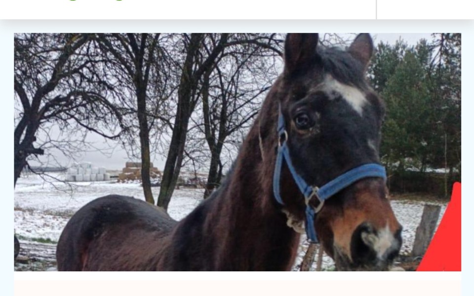 
        Zbiórka Na karmę dla biednego konia - zdjęcie główne
    