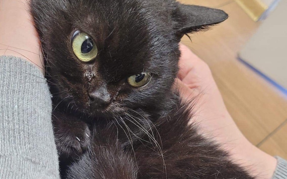 
        Zbiórka Transport Maciusia do Azylu - zdjęcie główne
    