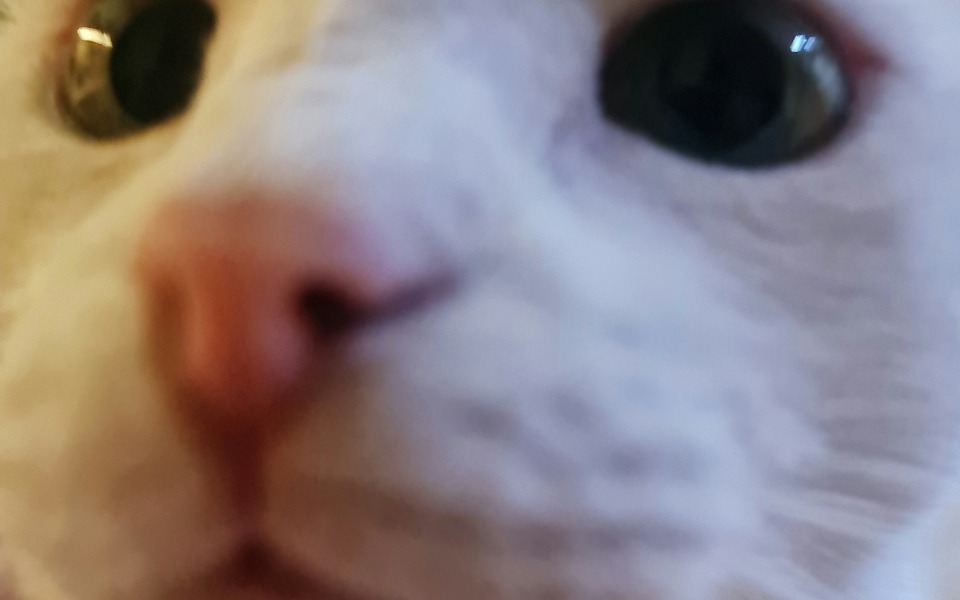 
        Zbliżenie na kota, wyraziste oczy i uroczy nos.
    