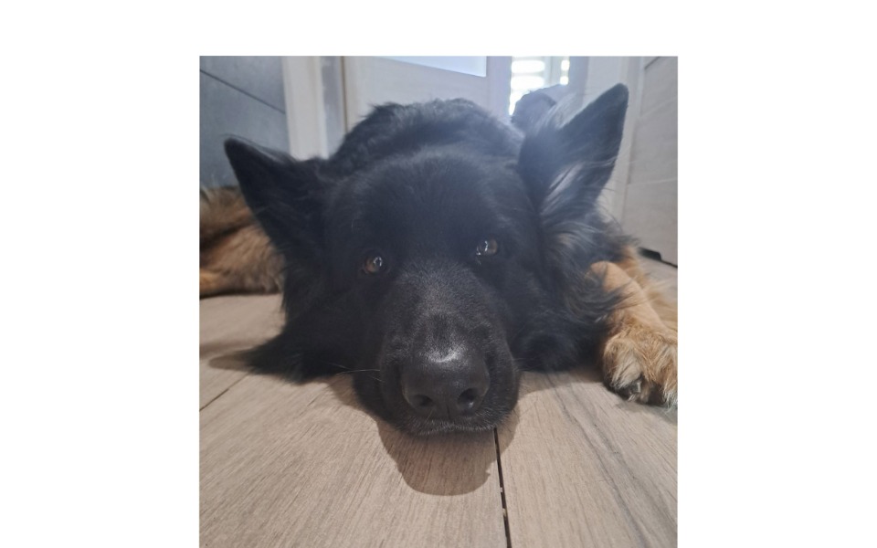 
        Zbiórka Bilet do nowego domu Kamara - zdjęcie główne
    