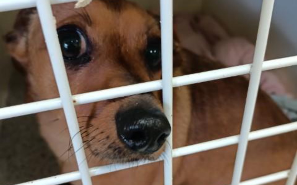 
        Zbiórka Sunia z porażeniem kończyn - zdjęcie główne
    