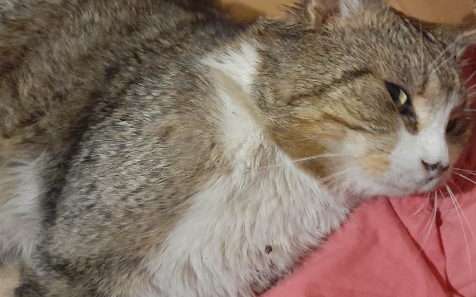 
        Zbiórka Jimi walczy o życie Pomocy - zdjęcie główne
    