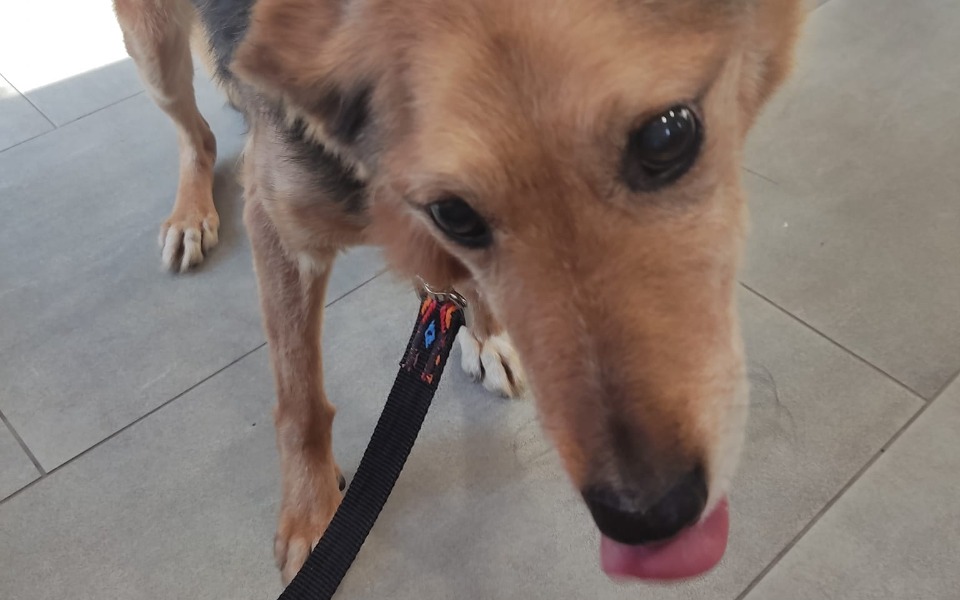 
        Zbiórka Ratunek dla psich staruszków - zdjęcie główne
    