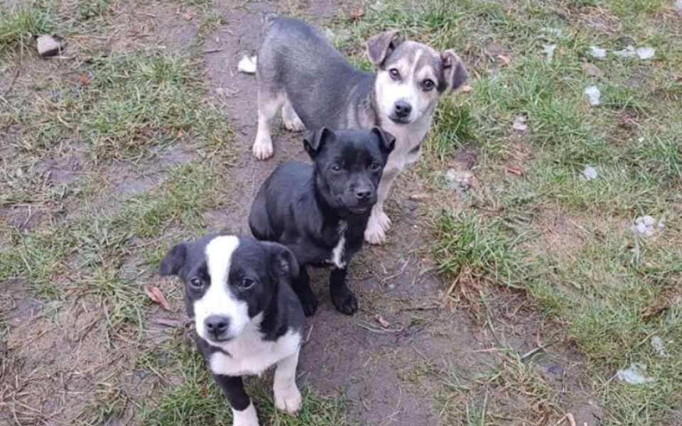 
        Zbiórka Ratujmy psie dzieci - błagam - zdjęcie główne
    