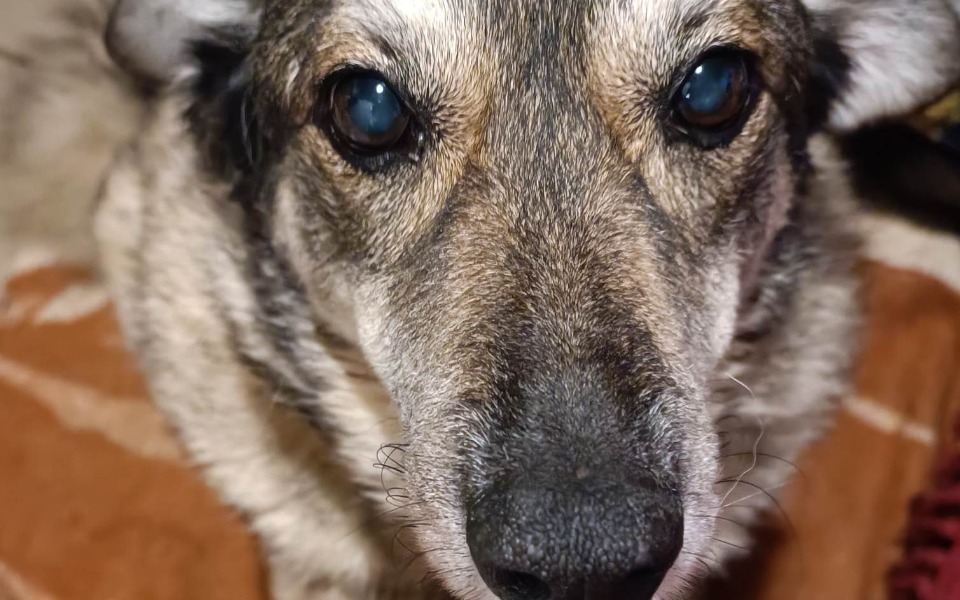 
        Zbiórka Karma dla Przytuliska - zdjęcie główne
    