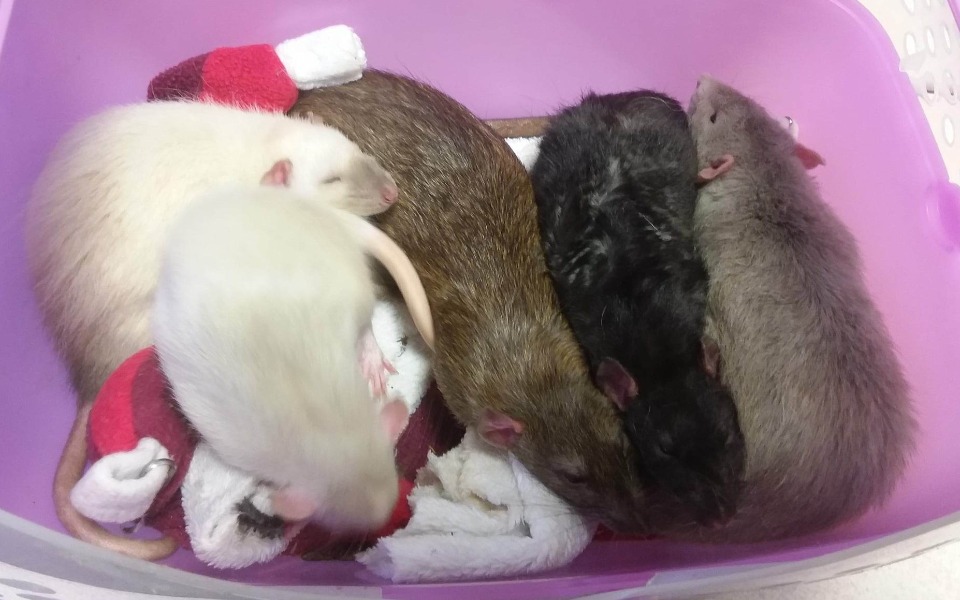 Zbiórka Basia, Matylda i Dumboś Agouti - zdjęcie główne