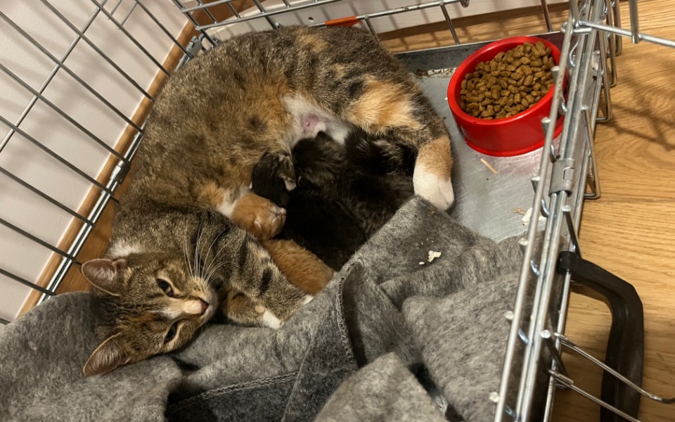 
        Zbiórka Po nowe kocie życie - zdjęcie główne
    