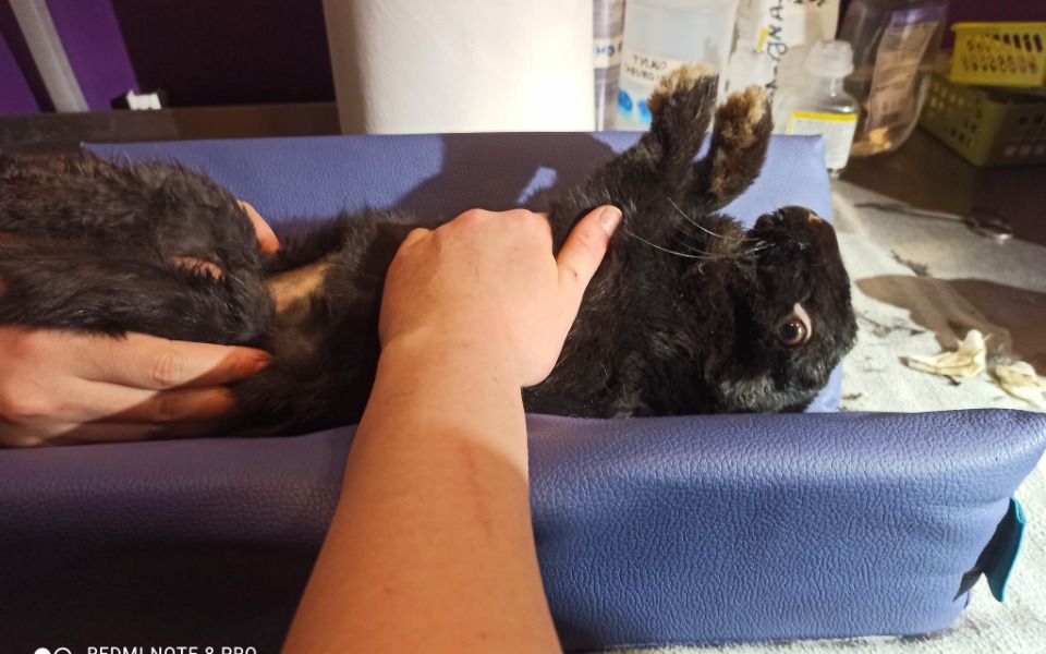 
        Zbiórka Uszate długi - zdjęcie główne
    