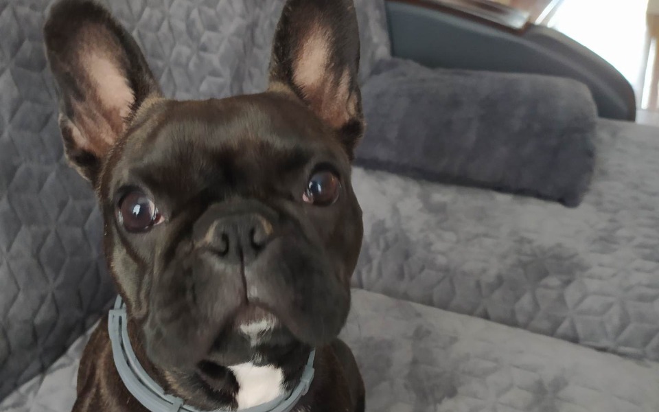 
        Zbiórka Operacja Buldożka Moli - zdjęcie główne
    