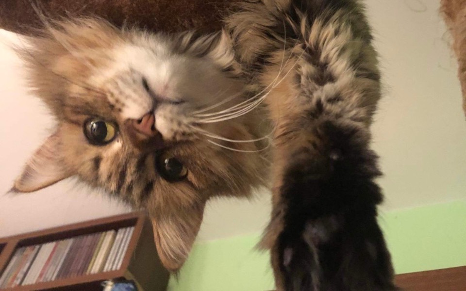 
        Zbiórka Dyzia walczy o życie - FIP - zdjęcie główne
    