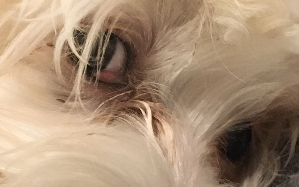 
        Zbiórka zbiórka dla maltańczyka - zdjęcie główne
    