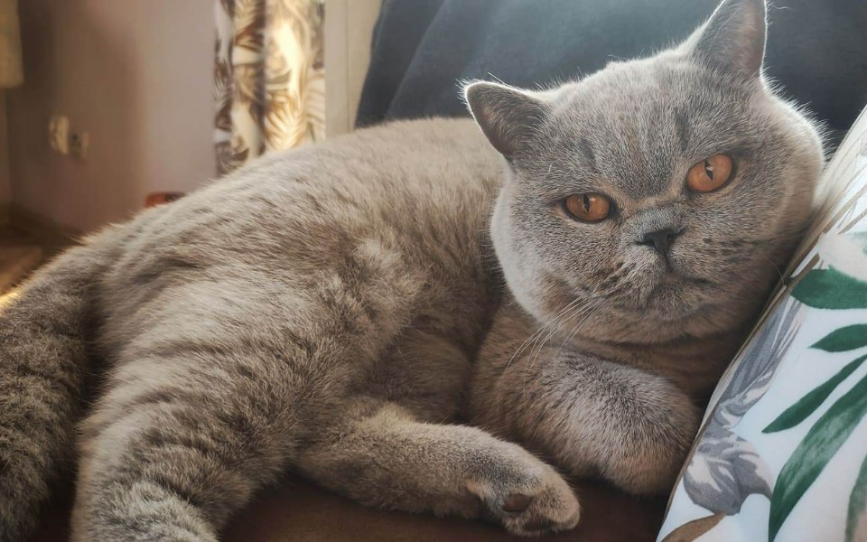 
        Zbiórka Mały Johnny walczy o życie - zdjęcie główne
    