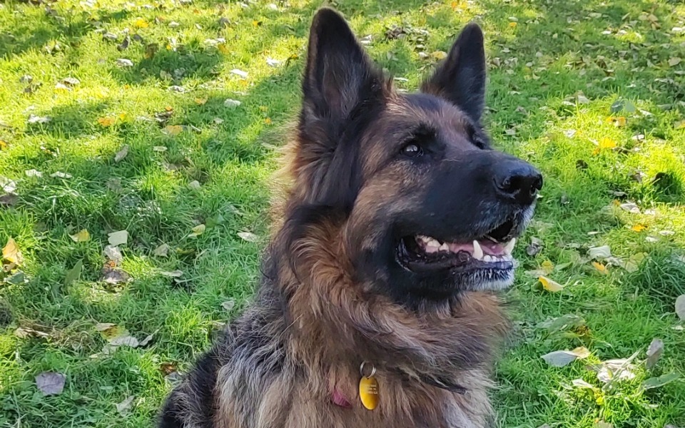 
        Zbiórka Tragedia psa - zdjęcie główne
    