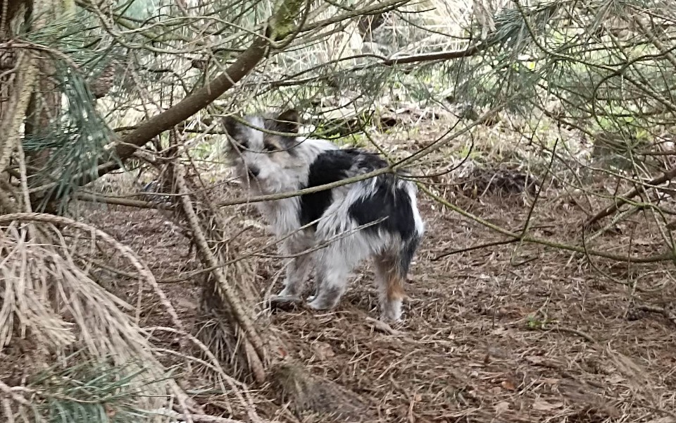 
        Zbiórka ŚLEPE SZCZENIAKI w lesie - zdjęcie główne
    