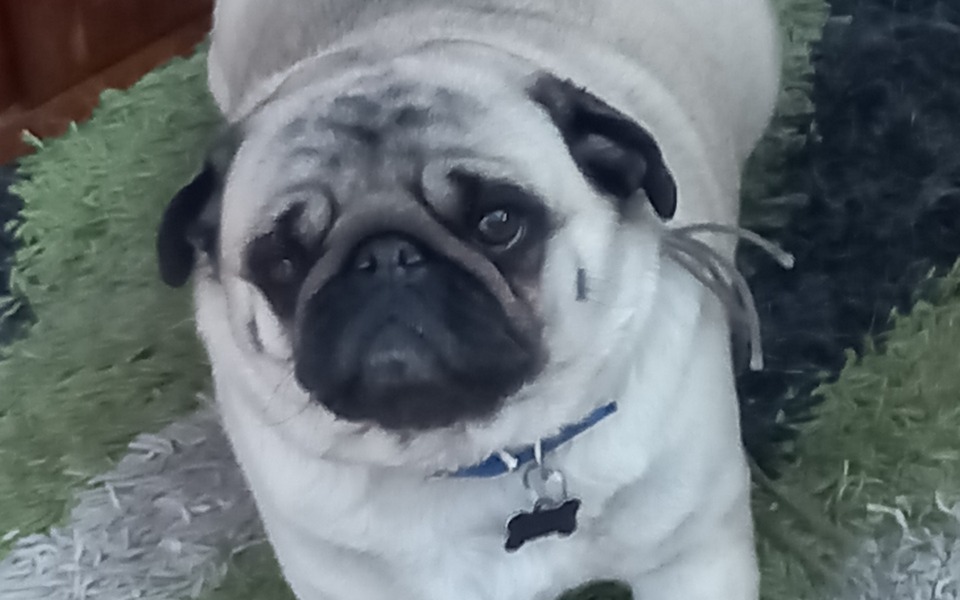 
        Zbiórka Na nową budę dla pieska - zdjęcie główne
    