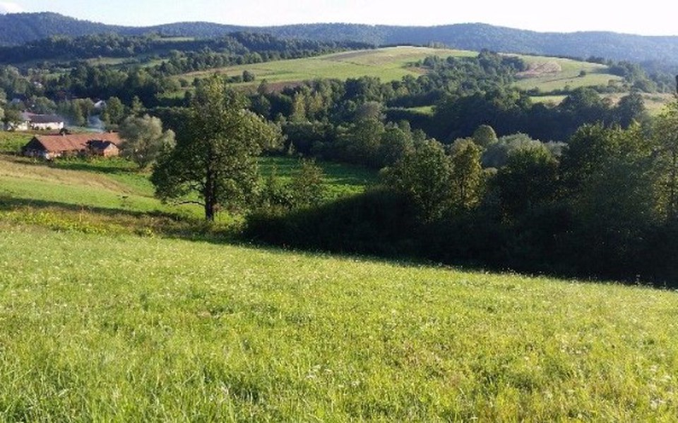 
        Zbiórka Oaza dla bezdomnych zwierząt. - zdjęcie główne
    