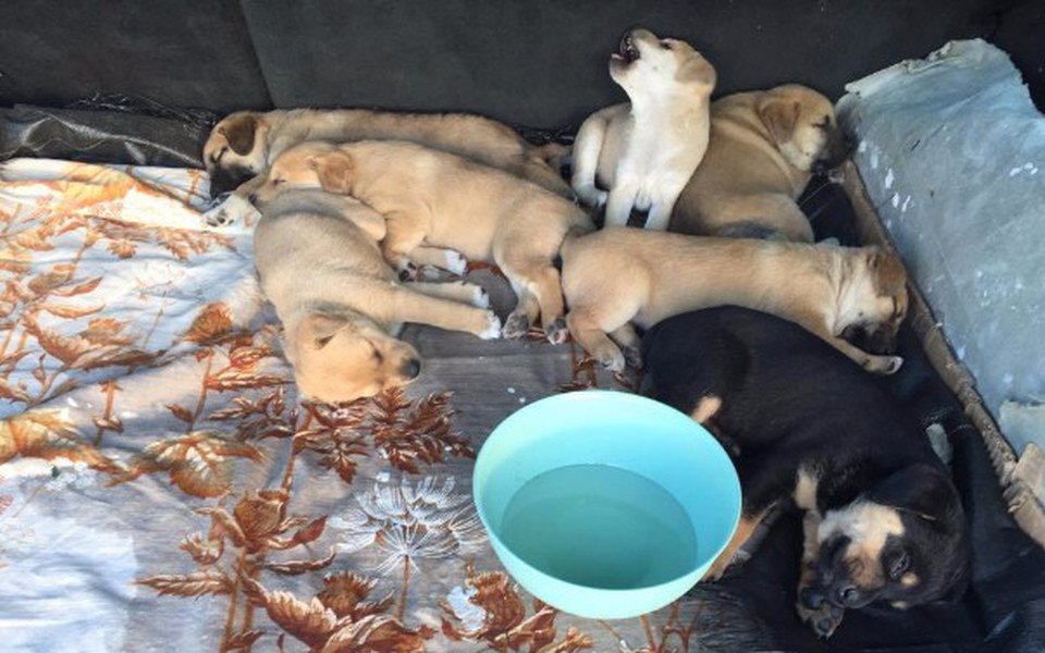 
        Zbiórka Dramat bezdomnej psiej rodziny - zdjęcie główne
    