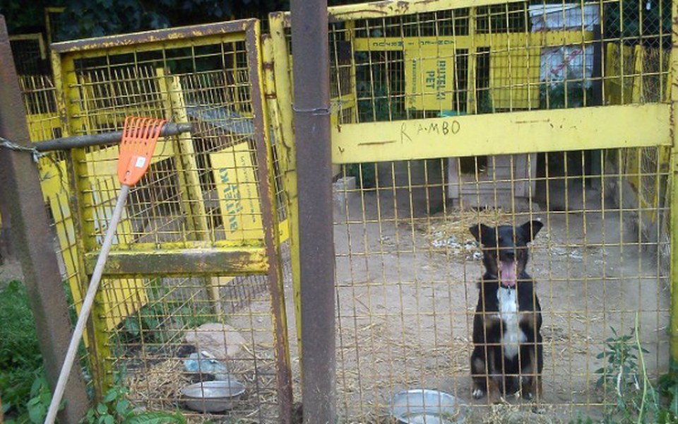
        Zbiórka kojce dla psów - zdjęcie główne
    