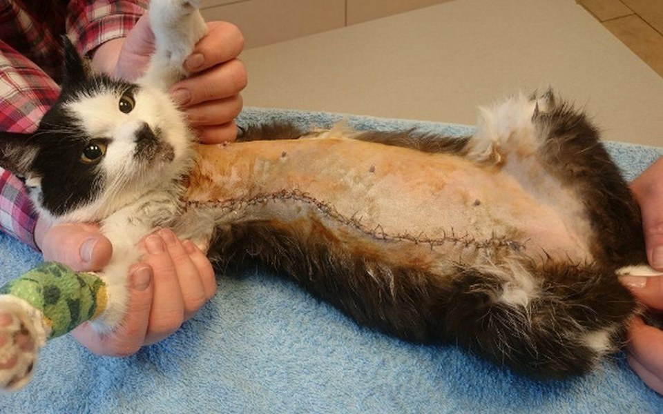 Zbiórka Rak, chore nerki. Madzia i Bonzo - zdjęcie główne