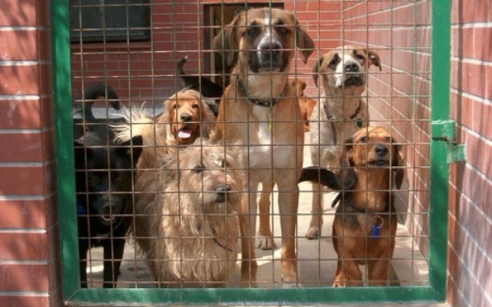 
        Zbiórka Schronisko w Potrzebie ! - zdjęcie główne
    