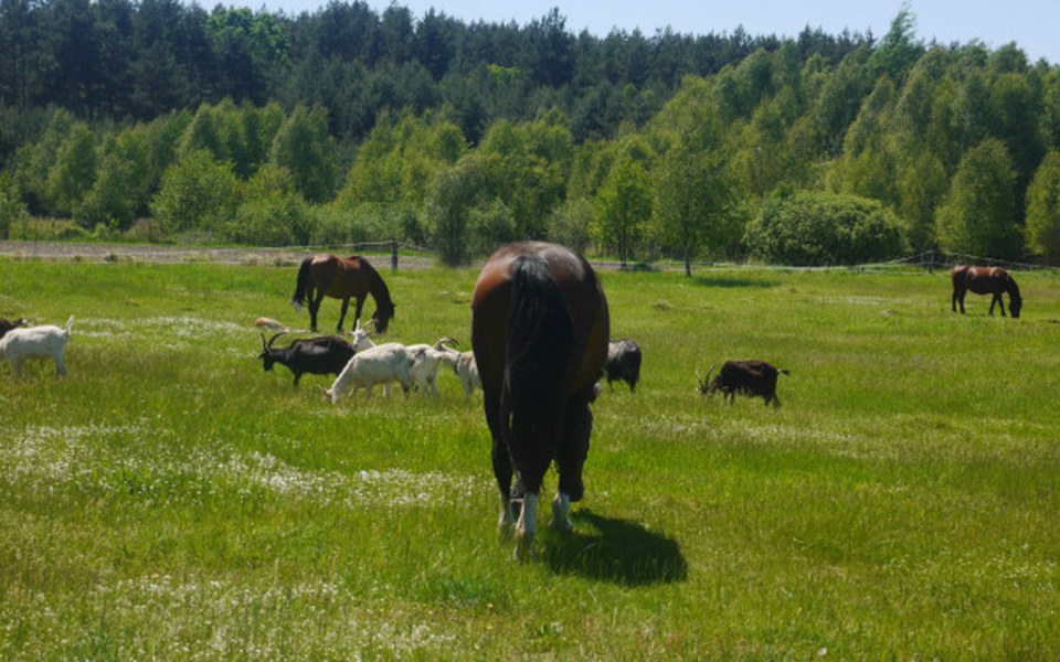 
        Zbiórka Zwierzęta potrzebują  pomocy ! - zdjęcie główne
    