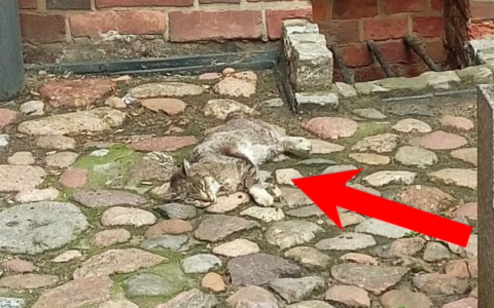 
        Zbiórka Kot konający pod kościołem - zdjęcie główne
    