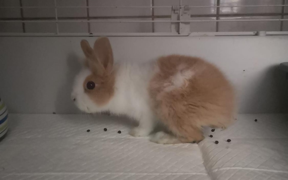 Zbiórka Łapka - zdjęcie główne