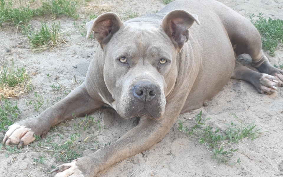 
        Zbiórka Na sterylizację 6-letniej suczki - zdjęcie główne
    