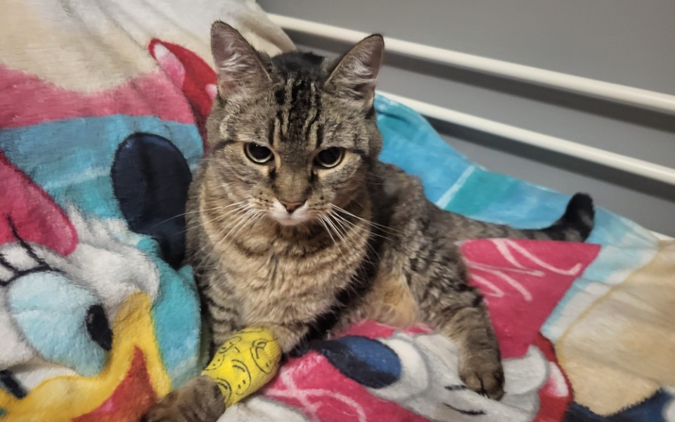 
        Zbiórka Ratujemy Szurkę - zdjęcie główne
    