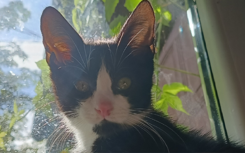 Zbiórka Witaminki dla kocurka i koteczki - zdjęcie główne