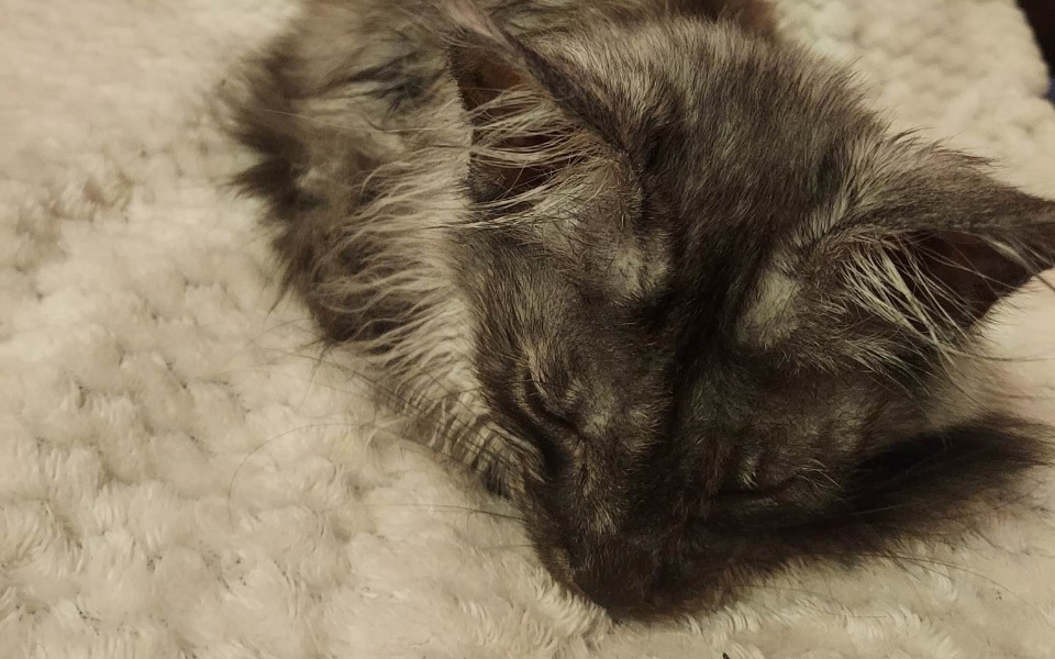 
        Zbiórka leki dla kotki Sagi - zdjęcie główne
    