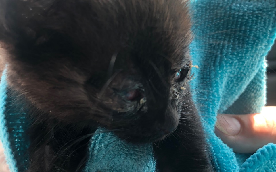 
        Zbiórka Koty od Zakonników - zdjęcie główne
    