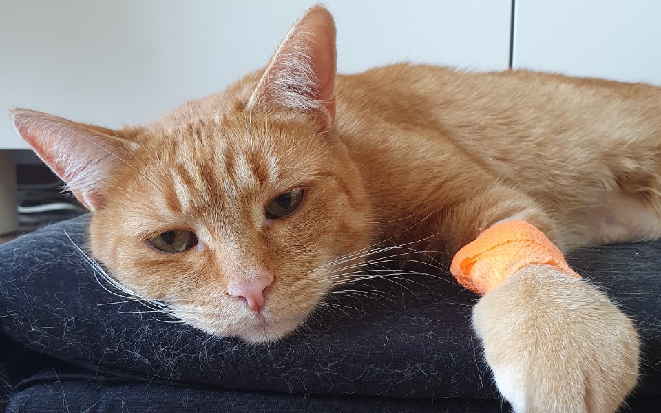 
        Zbiórka Ratujemy kociego członka rodziny - zdjęcie główne
    