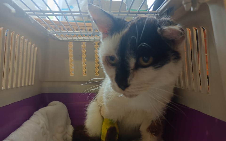 
        Zbiórka Kotki drugiego sortu. - zdjęcie główne
    