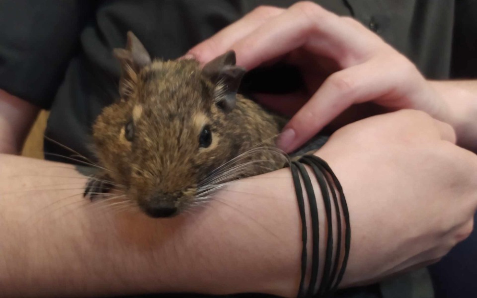 
        Zbiórka Dla znalezionej koszatniczki - zdjęcie główne
    