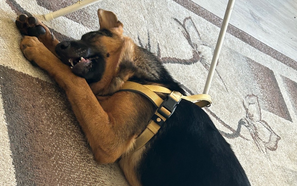 
        Pies w uprzęży, śpiący na dywanie.
    