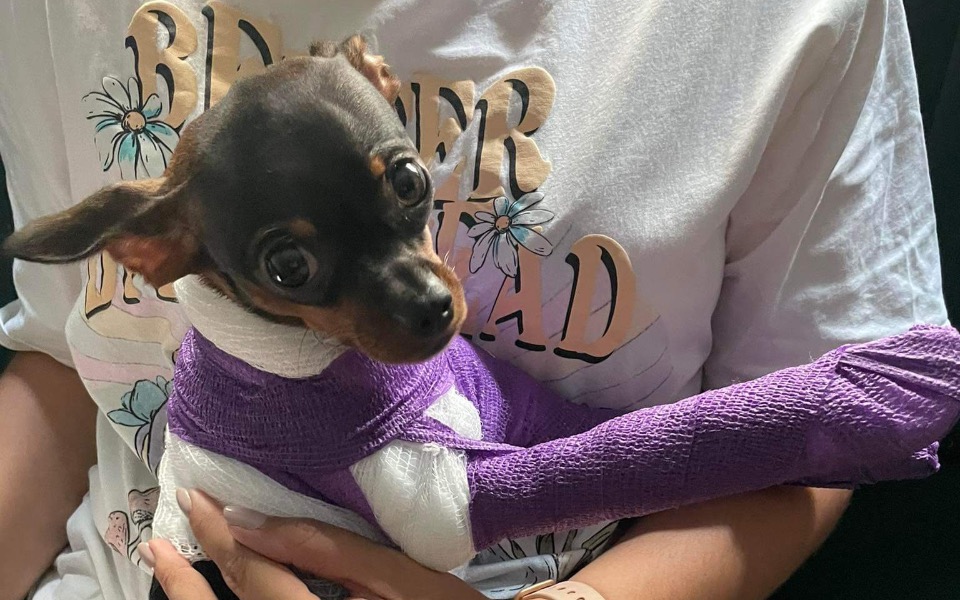 
        Zbiórka Pomóż Bambi stanąć na nogi - zdjęcie główne
    