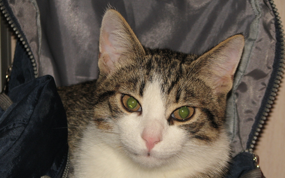 
        Zbiórka Kocie Sprawy Miauuu - zdjęcie główne
    