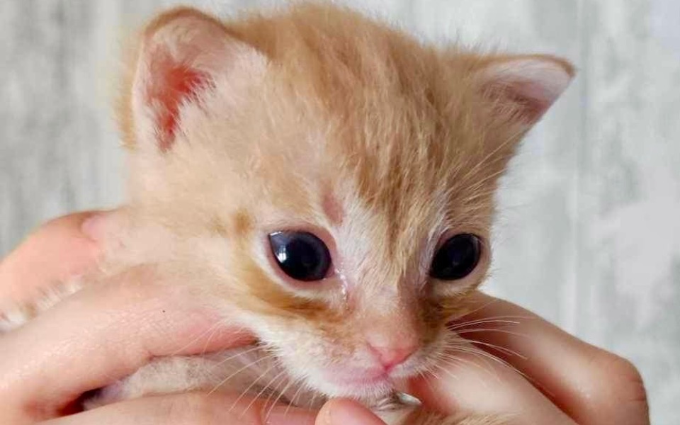 
        Zbiórka Na potrzeby kociego maluszka - zdjęcie główne
    