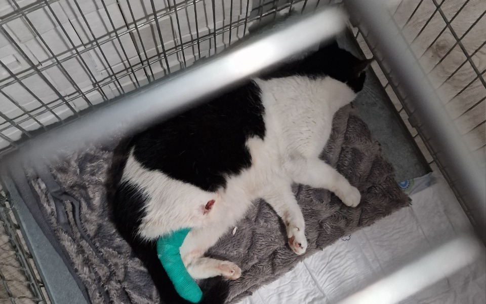 
        Zbiórka Na operacje dla kota po wypadku - zdjęcie główne
    