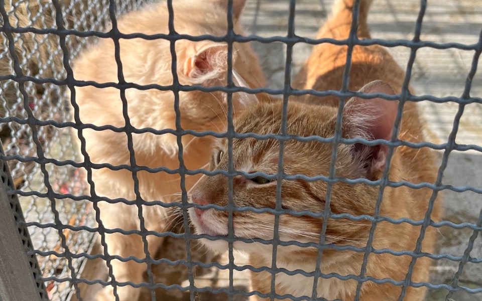 
        Zbiórka Projekt Na Cztery Łapy - zdjęcie główne
    