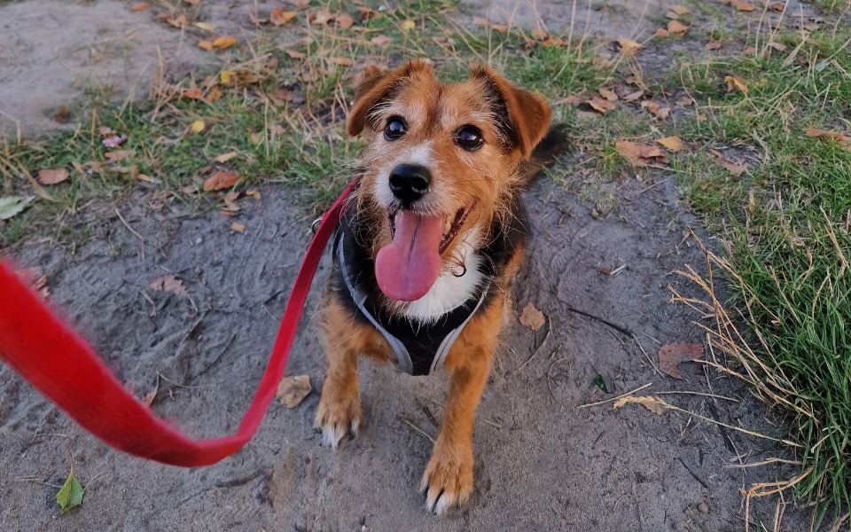 
        Zbiórka Bazinga potrzebuje pomocy - zdjęcie główne
    