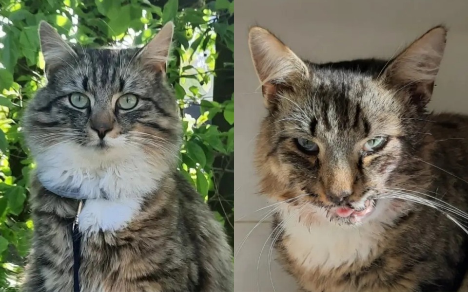 
        Kot z wyrazistym futrem i zielonymi oczami, uśmiechnięty w otoczeniu zieleni.
    