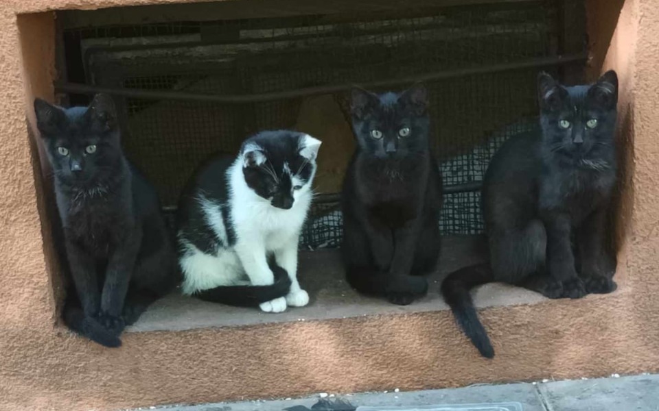 
        Zbiórka Pomoc bezdomnym kociaczkom - zdjęcie główne
    