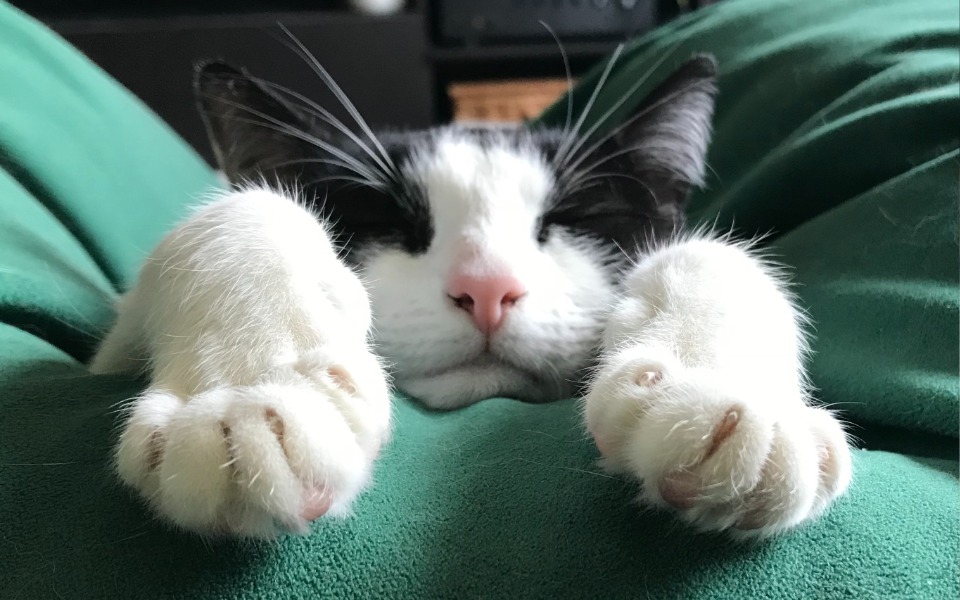 
        Zbiórka Na lek ratujący życie Dojy Cat - zdjęcie główne
    